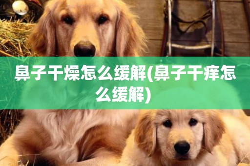 鼻子干燥怎么緩解(鼻子干癢怎么緩解) 