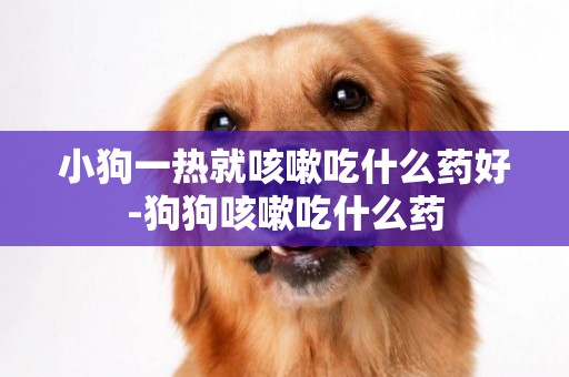 小狗一熱就咳嗽吃什么藥好-狗狗咳嗽吃什么藥