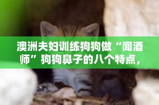 澳洲夫婦訓練狗狗做“聞酒師”狗狗鼻子的八個特點，你知道幾個？ 