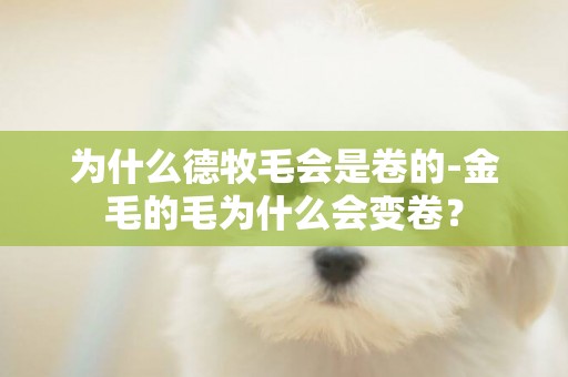 為什么德牧毛會是卷的-金毛的毛為什么會變卷？