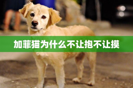 加菲貓為什么不讓抱不讓摸
