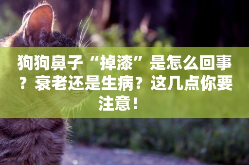 狗狗鼻子“掉漆”是怎么回事？衰老還是生病？這幾點你要注意！ 