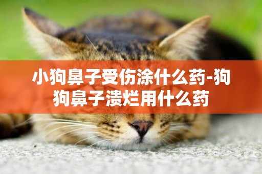 小狗鼻子受傷涂什么藥-狗狗鼻子潰爛用什么藥
