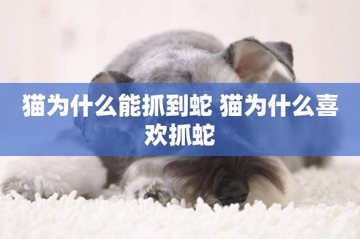 貓為什么能抓到蛇 貓為什么喜歡抓蛇