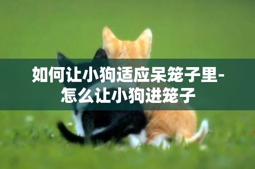 如何讓小狗適應呆籠子里-怎么讓小狗進籠子