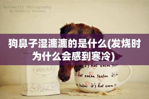 狗鼻子濕漉漉的是什么(發燒時為什么會感到寒冷) 