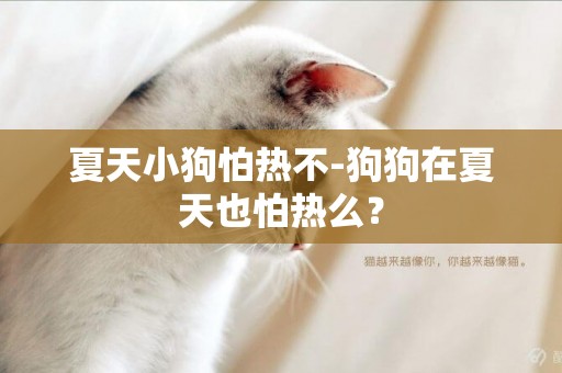 夏天小狗怕熱不-狗狗在夏天也怕熱么？
