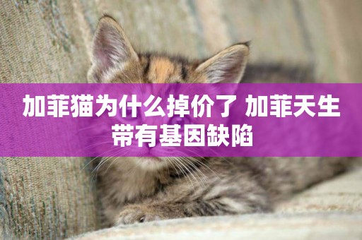 加菲貓為什么掉價了 加菲天生帶有基因缺陷