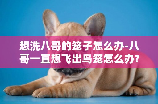 想洗八哥的籠子怎么辦-八哥一直想飛出鳥籠怎么辦?