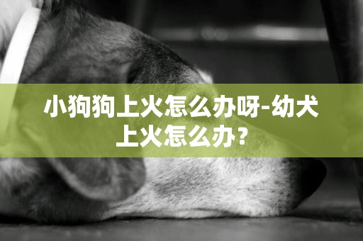 小狗狗上火怎么辦呀-幼犬上火怎么辦？