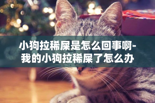 小狗拉稀屎是怎么回事啊-我的小狗拉稀屎了怎么辦