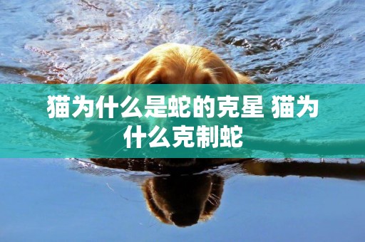 貓為什么是蛇的克星 貓為什么克制蛇