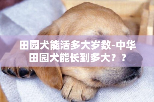 田園犬能活多大歲數-中華田園犬能長到多大？？
