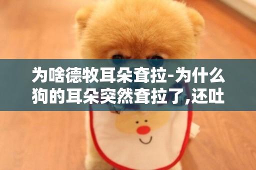 為啥德牧耳朵耷拉-為什么狗的耳朵突然耷拉了,還吐了