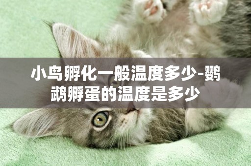 小鳥孵化一般溫度多少-鸚鵡孵蛋的溫度是多少