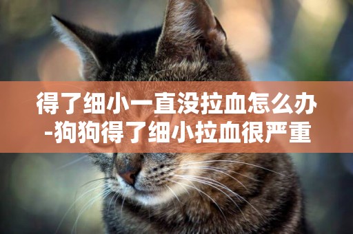 得了細小一直沒拉血怎么辦-狗狗得了細小拉血很嚴重怎么辦