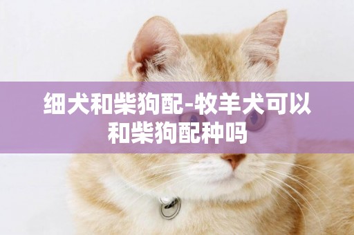 細犬和柴狗配-牧羊犬可以和柴狗配種嗎