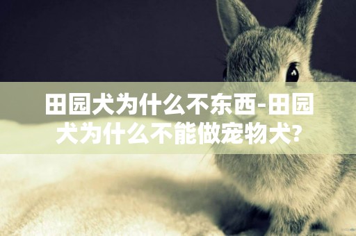 田園犬為什么不東西-田園犬為什么不能做寵物犬?