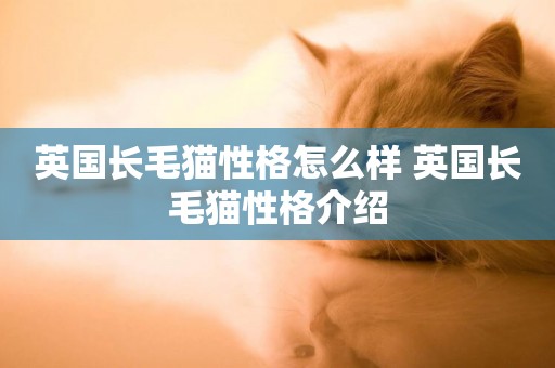 英國長毛貓性格怎么樣 英國長毛貓性格介紹