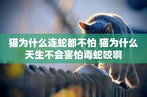 貓為什么連蛇都不怕 貓為什么天生不會害怕毒蛇咬啊