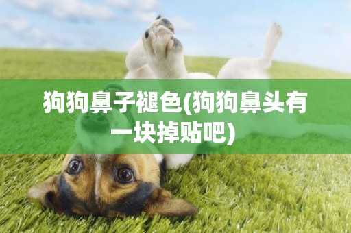 狗狗鼻子褪色(狗狗鼻頭有一塊掉貼吧) 