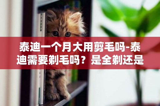 泰迪一個月大用剪毛嗎-泰迪需要剃毛嗎？是全剃還是修剪，幾個月大的泰迪剃毛比較合適？