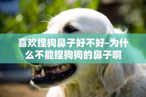 喜歡捏狗鼻子好不好-為什么不能捏狗狗的鼻子啊