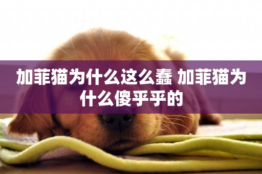 加菲貓為什么這么蠢 加菲貓為什么傻乎乎的