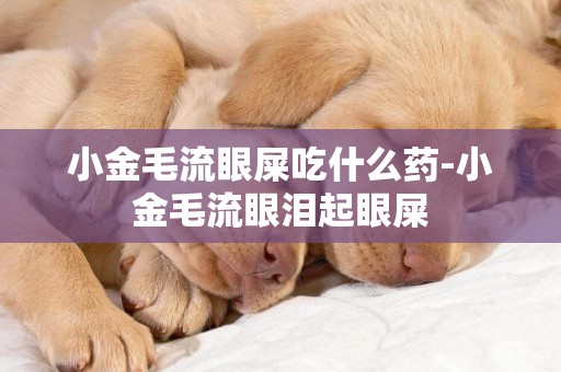 小金毛流眼屎吃什么藥-小金毛流眼淚起眼屎