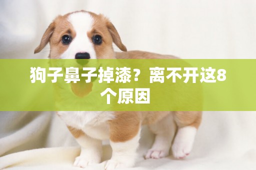 狗子鼻子掉漆？離不開這8個原因 