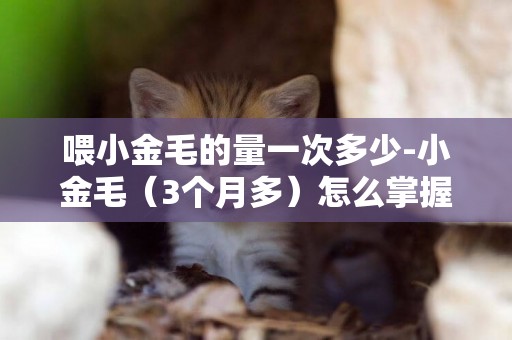 喂小金毛的量一次多少-小金毛（3個月多）怎么掌握喂食量的多少？
