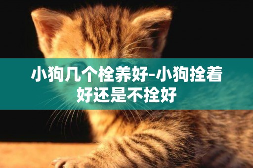 小狗幾個栓養好-小狗拴著好還是不拴好
