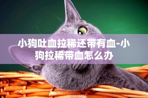 小狗吐血拉稀還帶有血-小狗拉稀帶血怎么辦