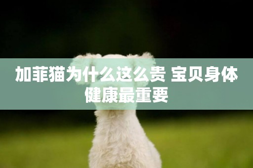 加菲貓為什么這么貴 寶貝身體健康最重要