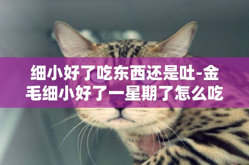細小好了吃東西還是吐-金毛細小好了一星期了怎么吃東西還是吐出來