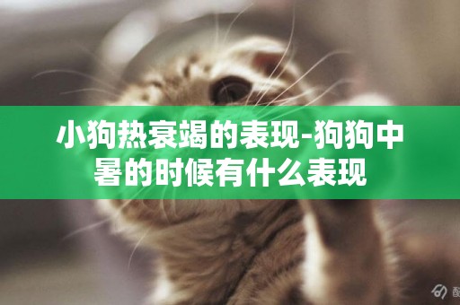 小狗熱衰竭的表現-狗狗中暑的時候有什么表現