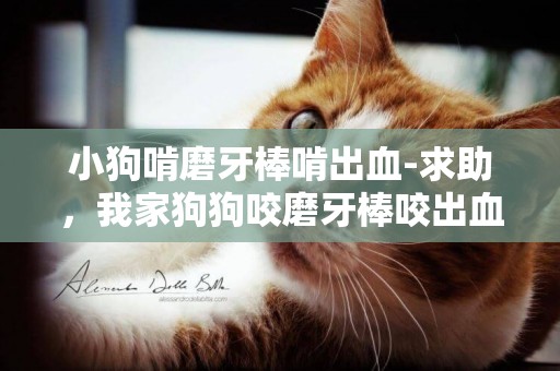 小狗啃磨牙棒啃出血-求助，我家狗狗咬磨牙棒咬出血了