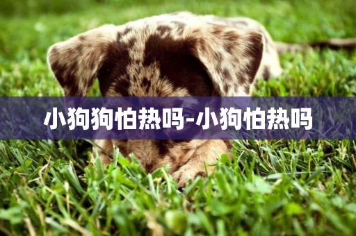小狗狗怕熱嗎-小狗怕熱嗎