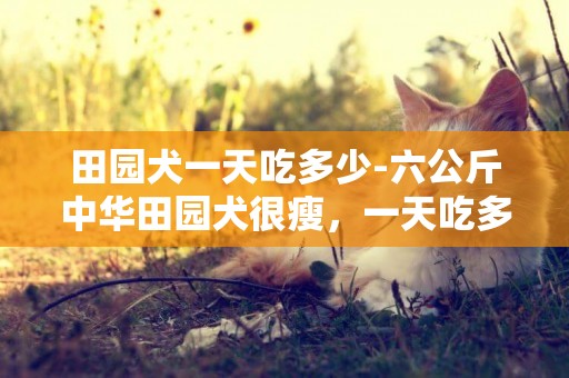 田園犬一天吃多少-六公斤中華田園犬很瘦，一天吃多少？