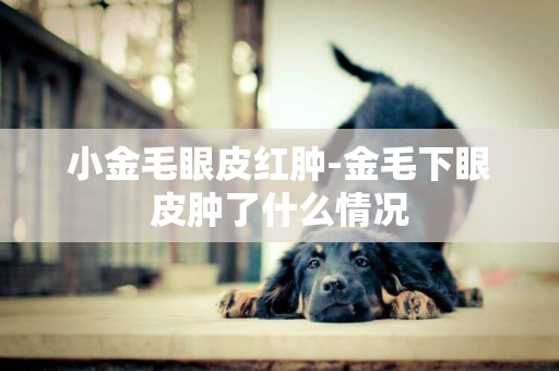 小金毛眼皮紅腫-金毛下眼皮腫了什么情況
