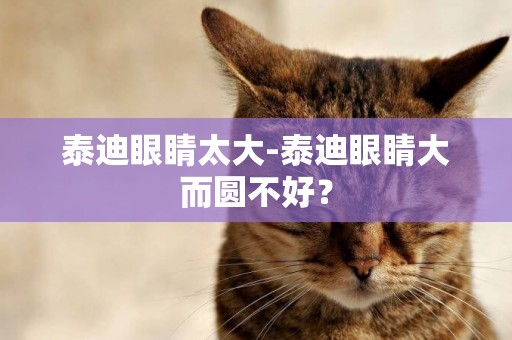 泰迪眼睛太大-泰迪眼睛大而圓不好？