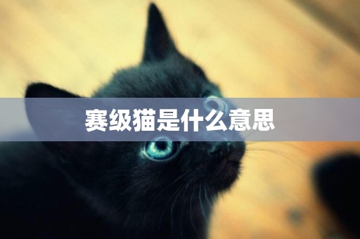 賽級貓是什么意思