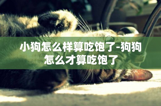 小狗怎么樣算吃飽了-狗狗怎么才算吃飽了