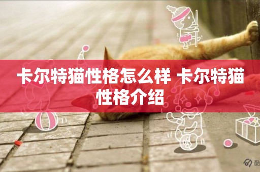卡爾特貓性格怎么樣 卡爾特貓性格介紹