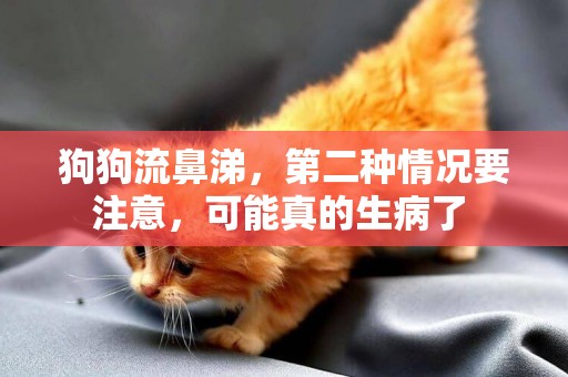 狗狗流鼻涕，第二種情況要注意，可能真的生病了 