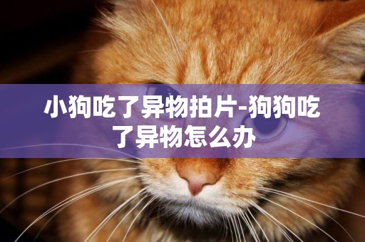 小狗吃了異物拍片-狗狗吃了異物怎么辦