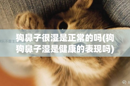 狗鼻子很濕是正常的嗎(狗狗鼻子濕是健康的表現嗎) 