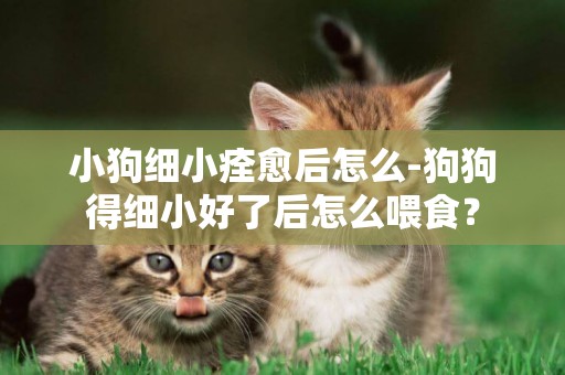 小狗細小痊愈后怎么-狗狗得細小好了后怎么喂食？