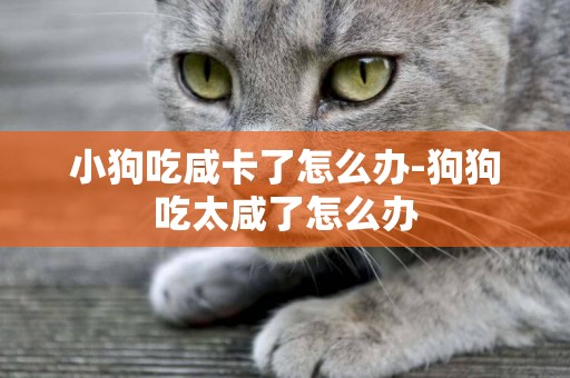 小狗吃咸卡了怎么辦-狗狗吃太咸了怎么辦