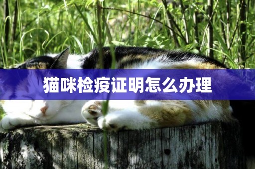 貓咪檢疫證明怎么辦理